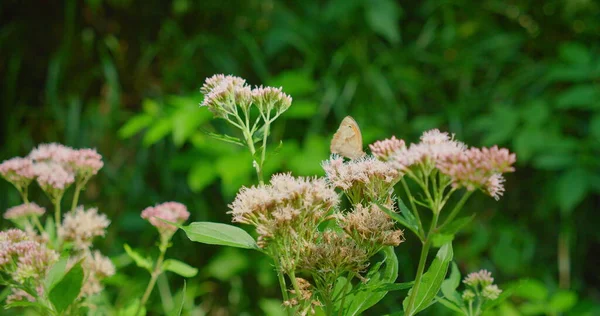 Pillangó Egy Vadvirágon Tavaszi Zöld Élénk Erdő Háttérben Rózsaszín Virág — Stock Fotó