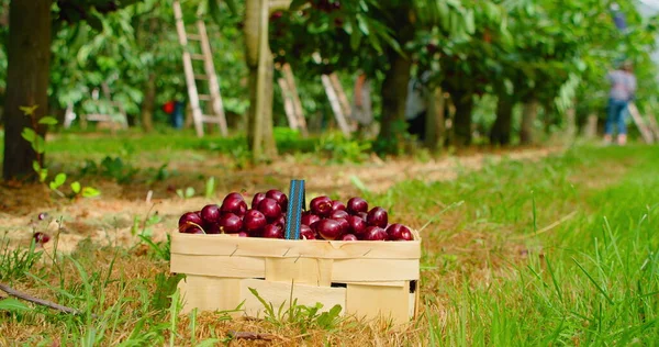 Frutas Maduras Jardim Vermelho Doce Uma Cesta Vime Branco Depois — Fotografia de Stock