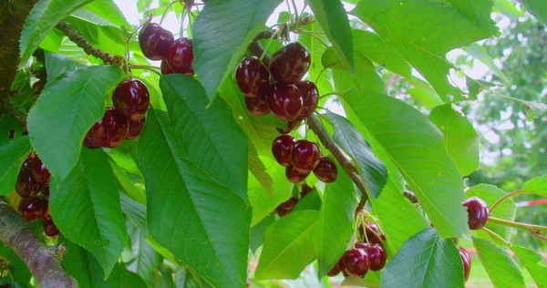 Κεράσι Στο Δέντρο Υψηλή Βιταμίνη Και Αντιοξειδωτικά Φρούτα Φρέσκα Βιολογικά — Φωτογραφία Αρχείου
