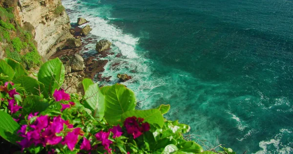 ウルワツ寺院バリ島インドネシアのカラフルなビーチフロント 紺碧の海の崖の端に鮮やかなピンクの深紅色の花を咲かせます 穏やかな海の波の背景と素晴らしい風景 近くに誰もいない 雨後の自然 — ストック写真