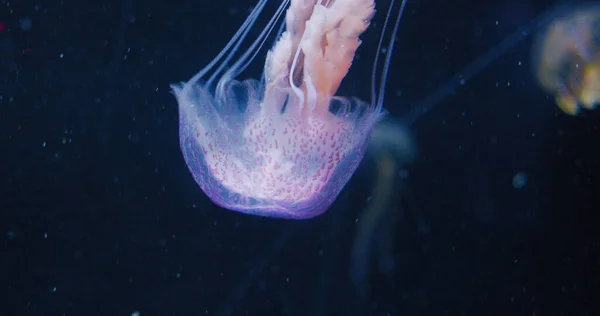光沢のある鮮やかな蛍光クラゲの光水中では 暗いネオン動的脈動紫外線背景ぼやけている 幻想催眠神秘的なサイケデリックダンス 鮮やかな蛍光宇宙メデューサダンス — ストック写真