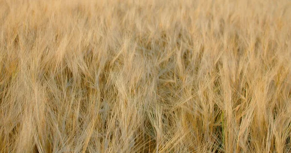一片成熟的黑麦地准备收割 随风飘起涟漪 慢动作农业的概念 世界粮食危机的问题 农业经济 夕阳西下没人成熟的谷物 — 图库照片