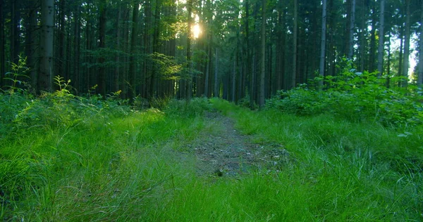 Vahşi Bir Ormanda Ağaç Gövdeleri Arasında Güneş Doğar Güneş Işığı — Stok fotoğraf
