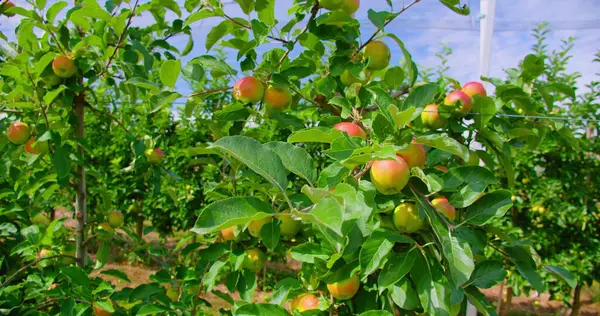 Μηλιά Όμορφα Ώριμα Κόκκινα Φρούτα Μήλων Φόντο Δέντρων Του Ήλιου — Φωτογραφία Αρχείου