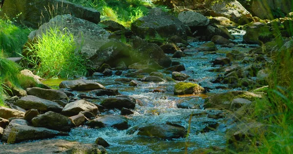 Mountain River Dia Ensolarado Verão Natureza Paisagem Floresta Verde Exuberante — Fotografia de Stock