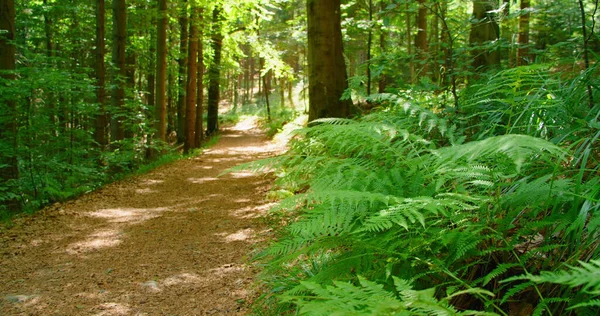 Narrow Road Enchanted Woodland Forest Green Leaves Fern Bushes Light — Stock Photo, Image