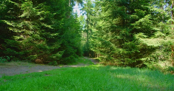 Dirt road in coniferous forest. Off-road in the mountains. Spruce evergreen woodland. Green park pine trees. Dolly slider footage in slow motion. Sunny day time. Weekend in nature. Germany. Nobody.