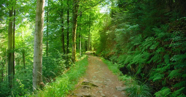 Wąska Ścieżka Wśród Zielonych Bujnych Lasów Liściastych Lekki Wiatr Świeże — Zdjęcie stockowe