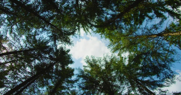 Вращательное Движение Камеры Коронках Деревьев Лесу Вид Снизу Вверх Пышную — стоковое фото