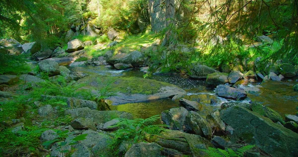 Bach Fließt Wald Freizeitbeschäftigung Bach Grün Gebirgsfluss Wilder Naturlandschaft Nahaufnahme — Stockfoto