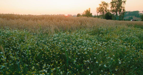 Picturesque landscape. Relax holidays, vacation on summer field, evening. Wild grass. Enjoying nature at weekend adventure. Chamomile flowers and golden ears of wheat grow on meadow. Sunset. Nobody. Slider dolly shot.