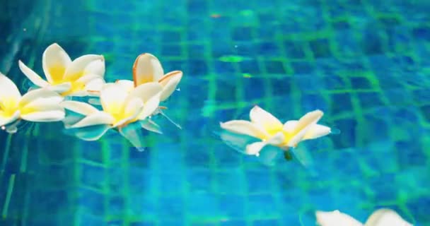 Špinavá Modrá Voda Bazénu Během Covid Květiny Padají Vody Vznášející — Stock video
