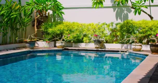 Tropical Garden Design Blue Water Pool Background Plants Decoration Swimming — Stock videók