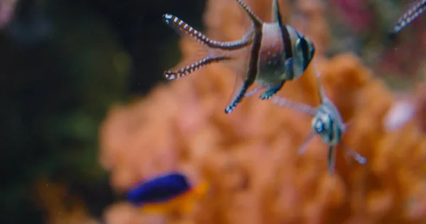 Banggai Kardinalfisk Simmar Över Mjuk Korall Mangrove Rötter Det Vilda — Stockfoto