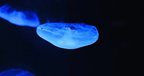 水下拍摄的奥雷利亚夏威夷 月亮水母 碟水母漂浮在海水中圈养 水族馆 乌玛里埃家族特写 慢动作 白色美杜莎 濒危物种 — 图库照片