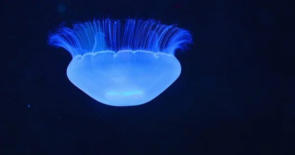 夏威夷奥雷利亚水下拍摄 月亮水母 茶托水母在黑暗的深海中漂浮 乌玛里埃家族特写 慢动作 水母的自然栖息地 清澈水域 — 图库照片