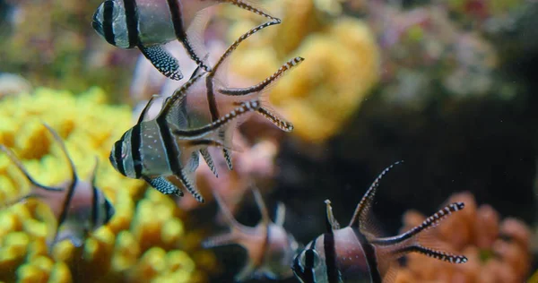 柔らかいサンゴの上を泳ぐ多くの色の縞模様の魚 飼育下のマングローブの根 水族館 エキゾチックな熱帯魚の絶滅危惧種バンガイ カルディナルフィッシュ 浅い海の水 Iucn アポゴニア科 ペタポゴンだ 接近中だ — ストック写真