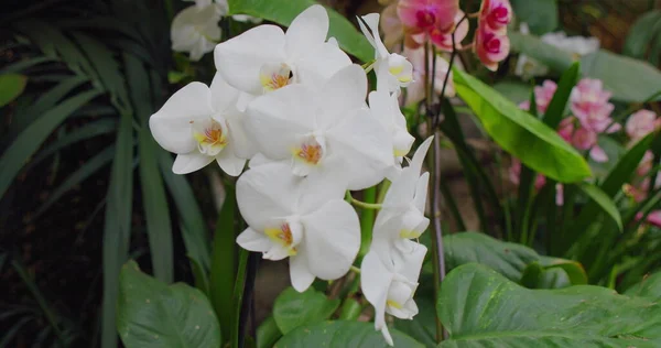 Beautiful White Orchid Flower Close Macro Shooting Phalaenopsis Moth Orchid — ストック写真