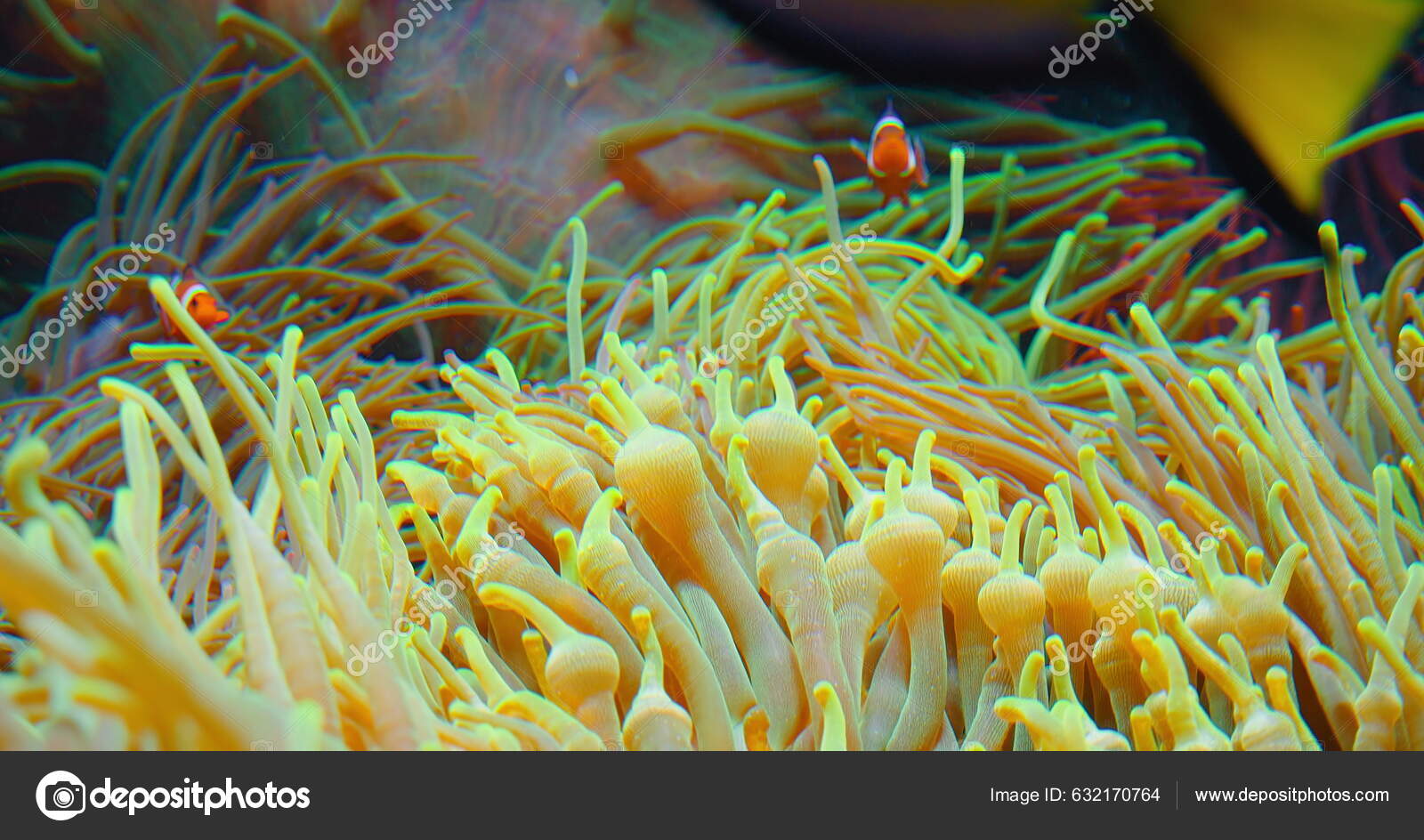 Close Clown Fish On Green AnemoneArkivfotografi483883111 | Shutterstock, image size:1600x944