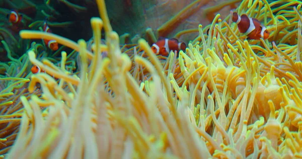Klauny Pływają Ukwiałach Rafie Koralowej Morze Czerwone Lub Dwupasmowa Anemonefish — Zdjęcie stockowe