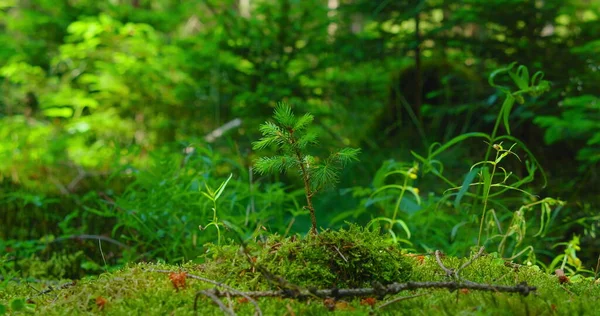 Small young planted spruce. Planting forest. Restoration of the environment. Pine regrowth grew on plot. Afforestation. 4k footage of coniferous cones growing on fir bushes. Close up fir tree spacious ground near the forest. Springtime. Earth Day, ec