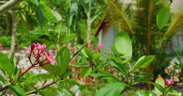 夏日阳光明媚的热带花园 树上开着粉红色的水仙花 背景模糊了家 在温暖的巴厘岛度假 — 图库照片