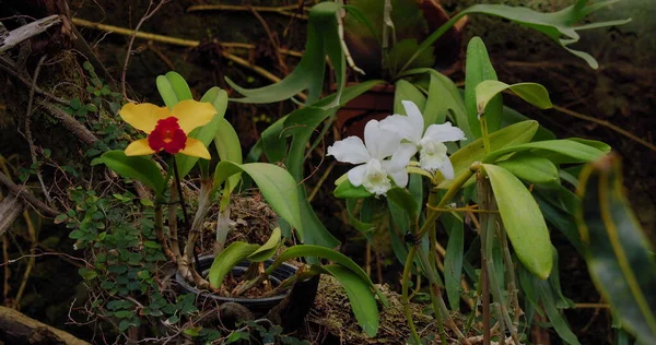 Beautiful White Orchid Flower Close Macro Shooting Phalaenopsis Moth Orchid —  Fotos de Stock