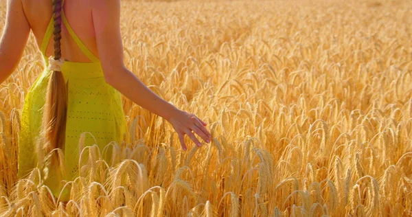 Young woman goes through summer wheat field. Girl touches the grass of golden ripe wheat with her hand. Sunset scene. Good harvest. Slow motion walking towards the sun 4k footage. Go everywhere.