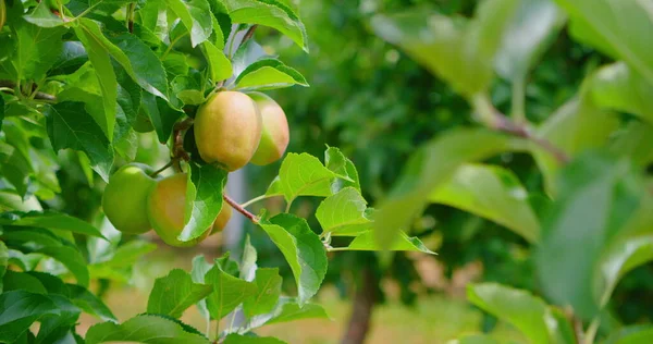 Cultivar Macieiras Frutos Imaturos Maçãs Verdes Não Maduras Primavera Close — Fotografia de Stock