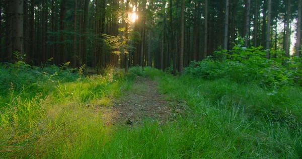 夏天的森林砍伐 在木地板上的特写覆盖着绿色的新鲜茂密的青草和树叶的前景 阳光和阴影 高对比度和鲜明的色彩 后面是软软的Bokeh — 图库照片