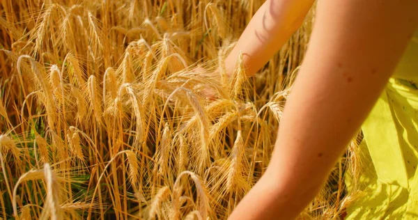 Girl in wheat Stock Photos, Royalty Free Girl in wheat Images ...