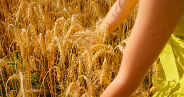 Ragazza Gode Campo Grano Erba Alta Spessa Sue Mani Prendono — Foto Stock