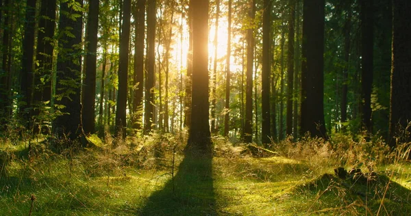 Güzel Yeşil Bir Yaz Ormanında Sislerin Ağaçların Arasından Süzülen Güneş — Stok fotoğraf