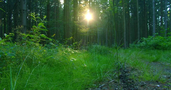 Yaz Ormanı Açıklığı Ağaçlık Zemin Yeşil Yemyeşil Çimlerle Kaplıydı Planda — Stok fotoğraf
