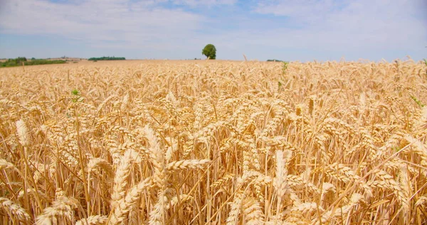 曇り空に対する小麦のクローズアップの耳 黄金の熟した穀物畑の眺め ミステリー ファームだ 夏の晴れた日の自然 ドイツだ 風が茎を揺らす — ストック写真