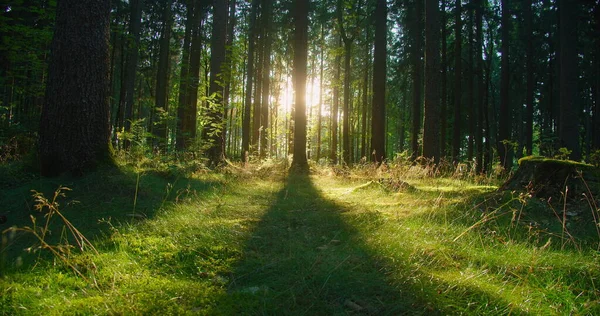 Güzel Güneş Işınları Kozalaklı Bir Ormanı Canlı Yeşil Tonlarda Aydınlatıyor — Stok fotoğraf