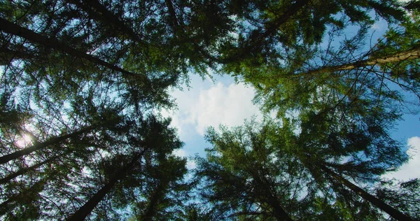 Rotational movement of the camera on the crowns of trees in the forest. Bottom up view of lush green foliage of pine woodland. Turn around, circles among the tree trunks. The tops of spruce trees