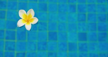 Single white plumeria flower blossom in pond water. Close-up footage. Blue background. Relax.