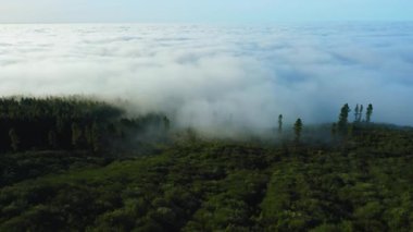 Aerial view of evergreen forest encased in fog. Pine woods covered with endless clouds on horizon. Sunny moody weather. Mountain landscape. Teide national park. Tenerife Canary Islands.