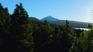 Natural landscape white clouds float under Spain highest point mountain Teide volcano. Dark pine forest, tops of coniferous trees and volcanic slope. Tenerife Island. Aerial drone footage.