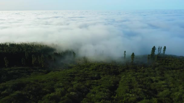 Aerial View Evergreen Forest Encased Fog Pine Woods Covered Endless — Vídeos de Stock