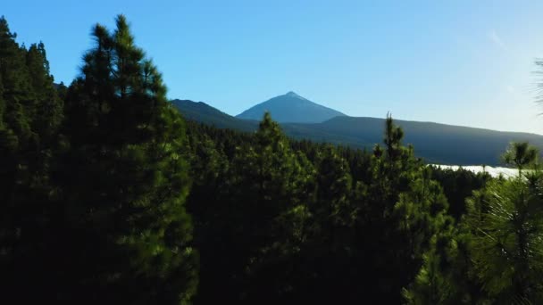 西班牙最高峰下的提德火山下漂浮着自然景观的白云 黑暗的松树林 针叶树的顶部和火山斜坡 特内里费岛空中无人驾驶飞机镜头 — 图库视频影像
