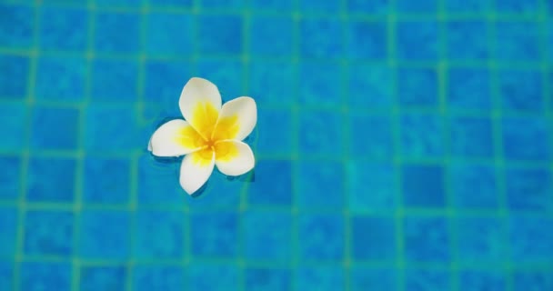 Single White Plumeria Flower Blossom Pond Water Close Footage Blue — Video