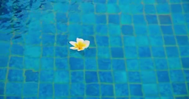 Νερό Κυματίζει Στη Λίμνη Ένα Λουλούδι Plumeria Επιπλέει Μπλε Επιφάνεια — Αρχείο Βίντεο