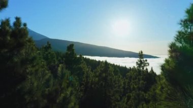 Kanarya çam ormanı bulutların üzerinde yükselir. Endemik ağaçlar sadece Kanarya Adaları 'nda yetişir. Teide Ulusal Parkı 'ndaki volkanik kayalık arazi. Bulutlu mavi gökyüzüne karşı kozalaklı ağaçların havadan görünüşü. İHA
