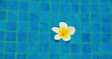 Single white plumeria flower blossom in pond water. Close-up footage. Blue background. Relax.
