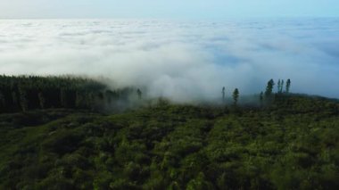 Aerial view of evergreen forest encased in fog. Pine woods covered with endless clouds on horizon. Sunny moody weather. Mountain landscape. Teide national park. Tenerife Canary Islands.