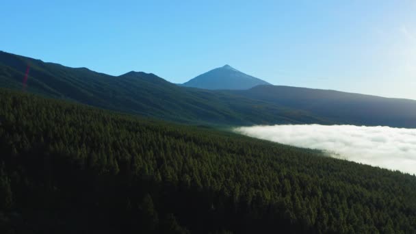 Mountain Green Pine Coniferous Forest Rises White Fog Clouds Teide — Wideo stockowe