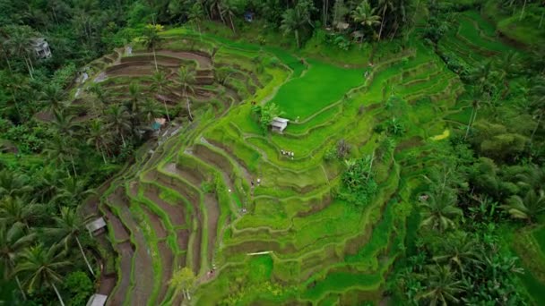 Tegallalang Rice Terraces Swathes Hill Slope Top Aerial View Green — Vídeo de Stock
