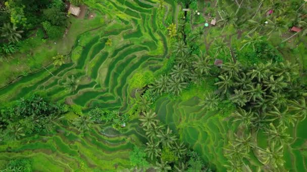 Tegallalang Rice Terraces Swathes Hill Slope Top Aerial View Green — Video Stock